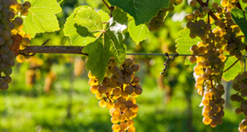 Vinaři chtějí obnovit nejstarší vinici v Čechách