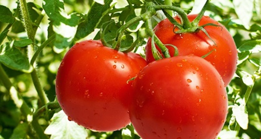 Pět skrytých zdravotních výhod rajčat