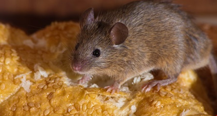 Myši v pekárně na Kutnohorsku