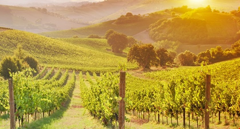 Tuzemští vinaři rozšíří své vinice o 108 hektarů. Nejvíce na Velkopavlovicku a Slovácku