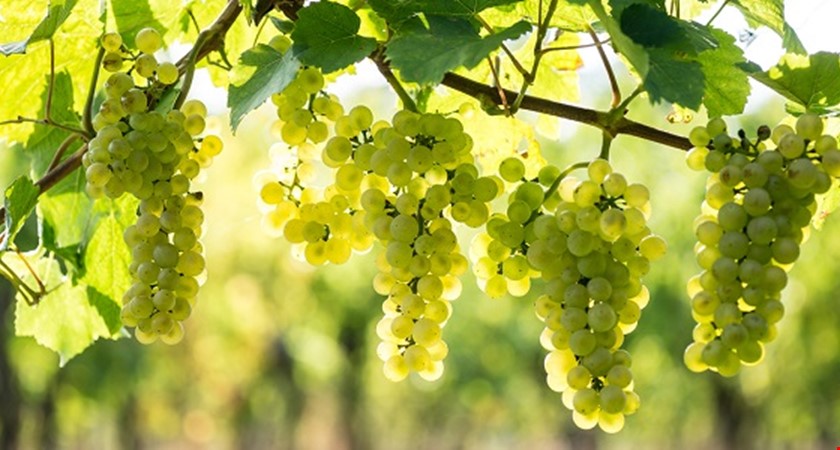 Moravští vinaři vezou deset zlatých ze soutěže ve Slovinsku