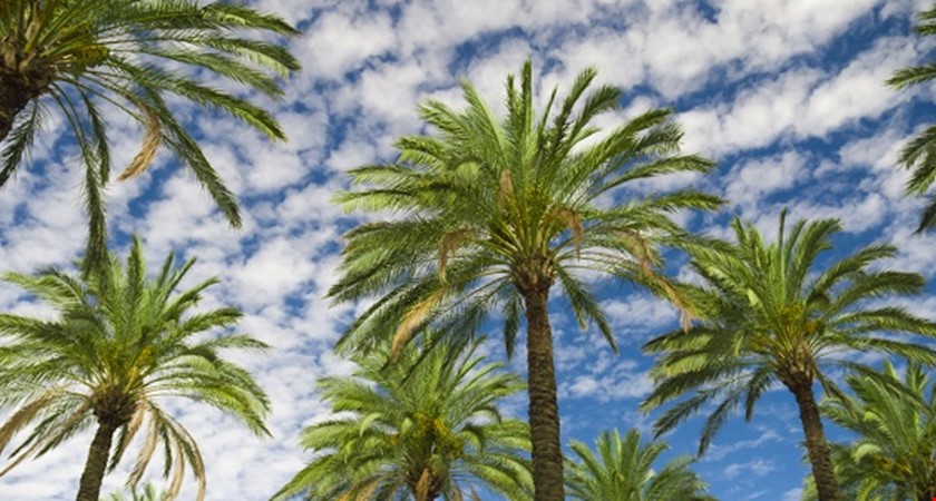 Palmový olej – víte o něm všechno?
