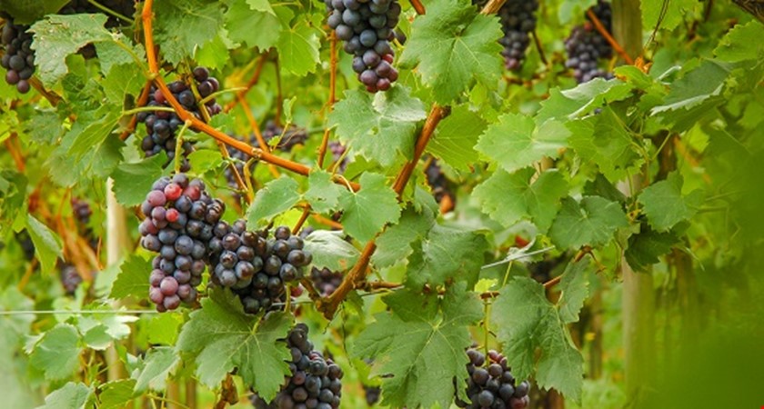 Na jihu Moravy skončila hlavní část sklizně vína, výnosy klesly