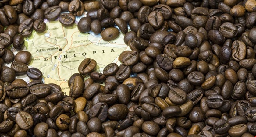 Změna klimatu podle vědců vážně ohrozí pěstování kávy v Etiopii