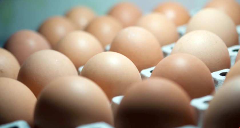 Veterináři šetří zásilku výrobků z vajec, možná obsahují fipronil