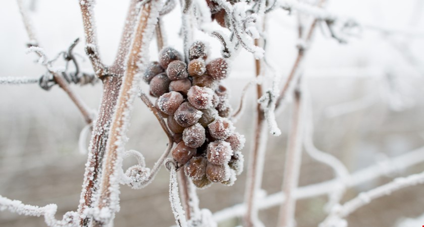 Vinaři z Valtic sklízeli hrozny pro výrobu ledového vína