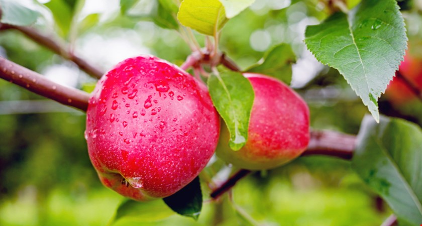 V polských jablcích z Makra našla SZPI zakázaný pesticid