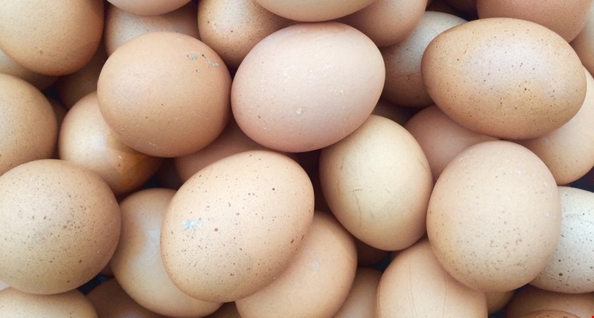 Veterináři musí zlikvidovat 26 tun vaječných výrobků s fipronilem