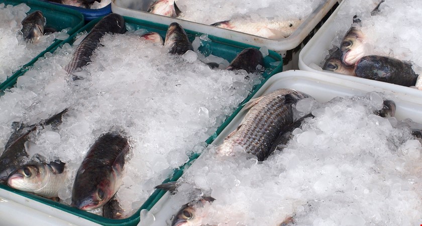 Veterináři vrátili do Estonska tunu neoznačených sušených ryb