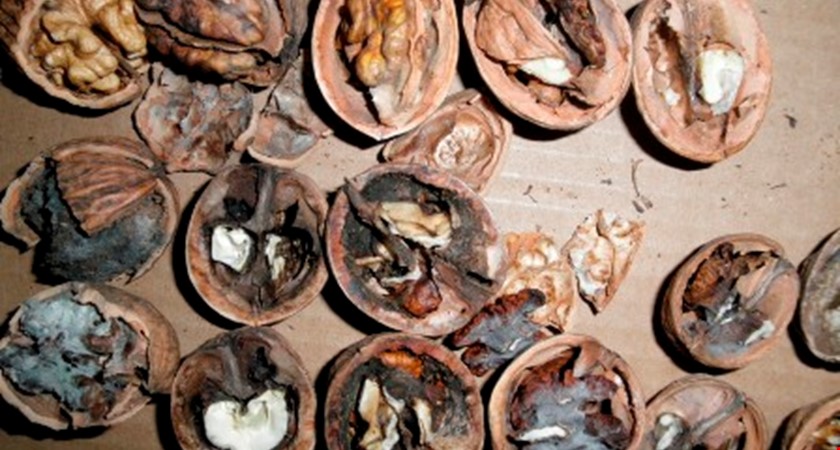 Pozor při nákupu ořechů, datlí a kaštanů
