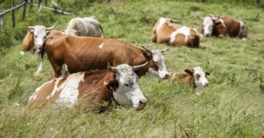 Místo úschovy zmraženého masa by stát mohl mít v zásobě dobytek