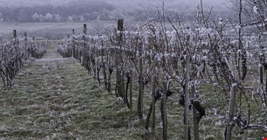 Vinaři vyčíslili škodu za jarní mrazy zhruba na půl miliardy Kč