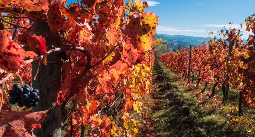 Vinaři letos uvedou na trh přes dva miliony lahví mladých vín