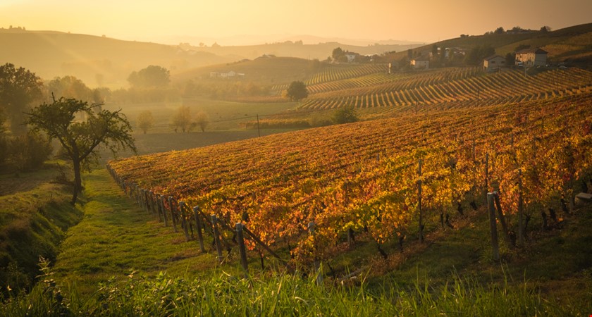 Bohemia sekt má o další třetinu hektarů vinic navíc