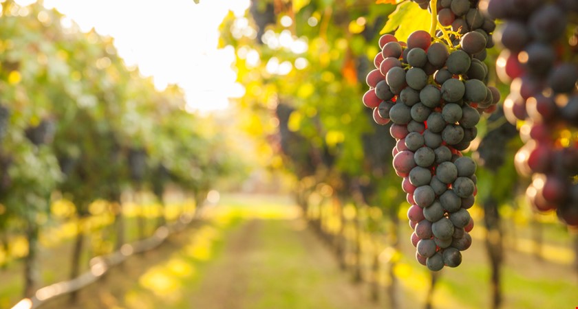 Vinohrady ohrožují nové choroby révy