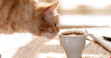 Kočičí kavárny přibývají rychleji než májová koťata, ale co hygiena?