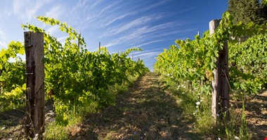 Na francouzských vinicích je nejteplejší počasí od 14. století