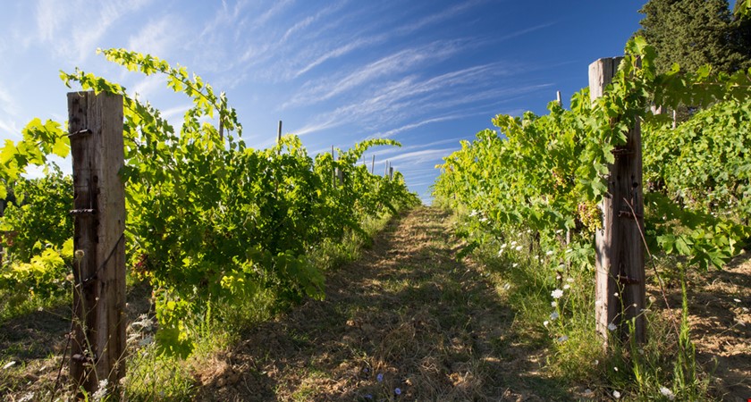 Na francouzských vinicích je nejteplejší počasí od 14. století