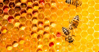 Včela ví, který protein medu dát, aby měl léčivé účinky