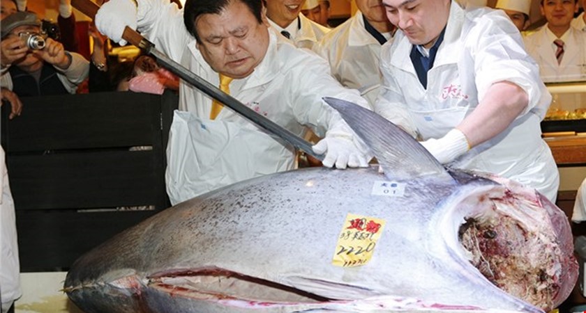 Tradiční dražba obřích tuňáků: Letos se ryba prodala za 400 milionů