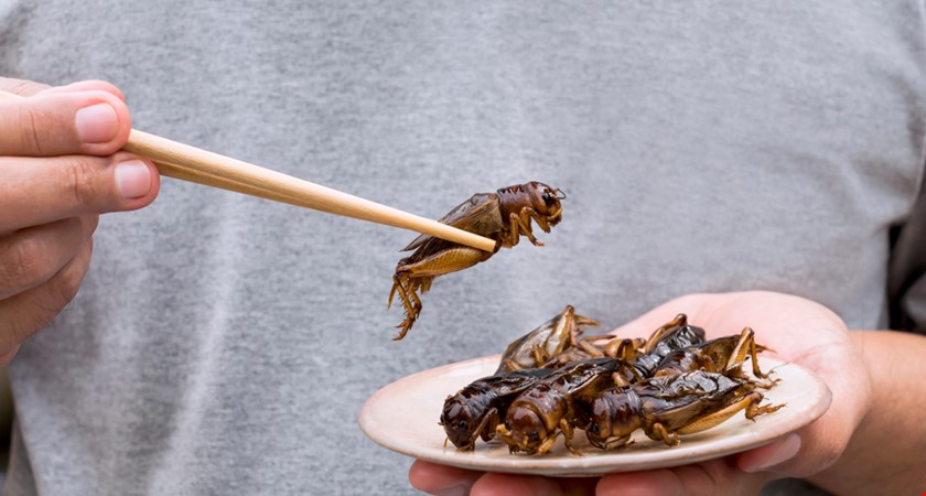 Hmyz je nejbezpečnější „maso“, které můžete sehnat