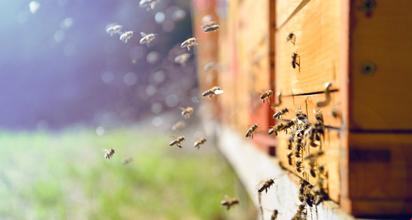 Sucho ničí pastvu, včelstev tak ubývá