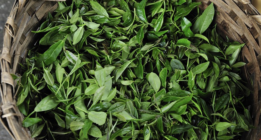 Ceny čaje v Indii vystoupaly na rekord