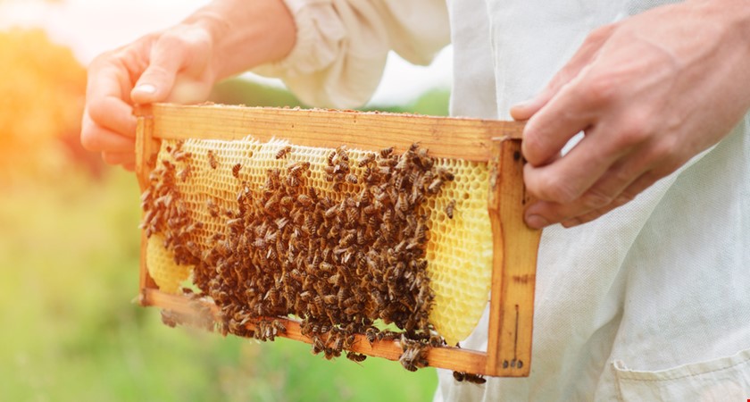 Plošné kolapsy včelstev se promítnou do ceny medu