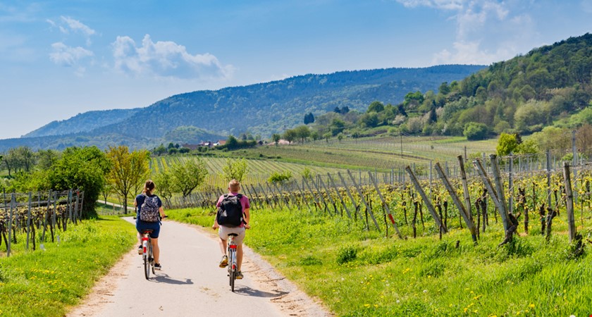 Na kole vinohrady Uherskohradišťska se pojede až v červenci