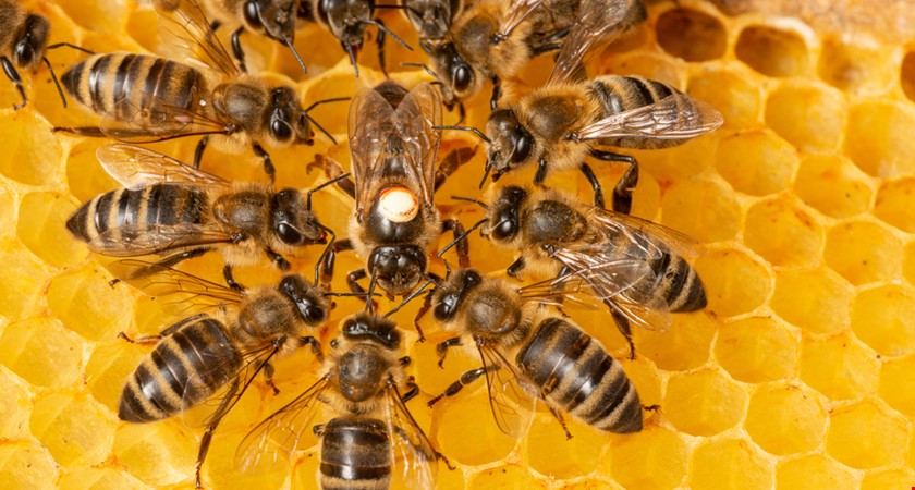 Dneska slaví včelky: Tipli byste si, co všechno musí ročně opylovat?